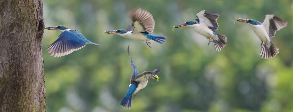 White collared kingfisher