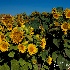 © Thomas C. Geyer PhotoID # 15422552: Sunflowers