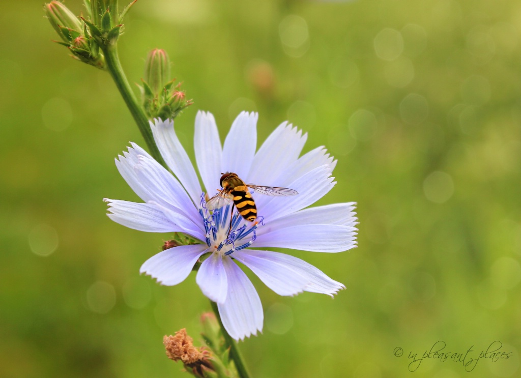 Wild Chicory