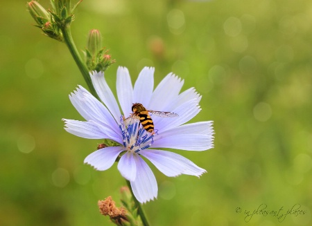 Wild Chicory