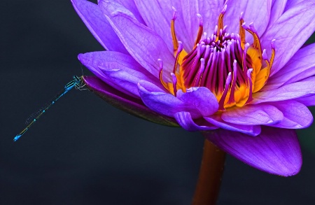 Water Lily and Damsel Fly