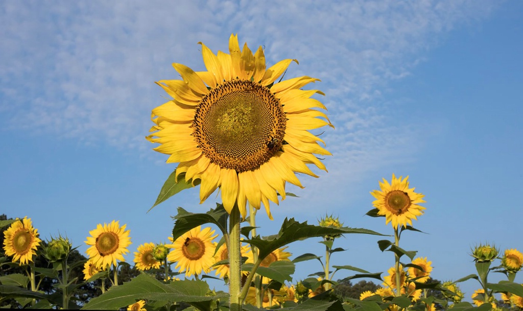 Wide Angle View of the Sunflowers