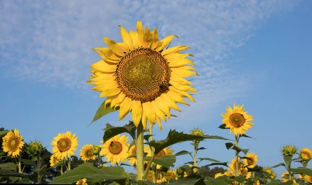 Wide Angle View of the Sunflowers