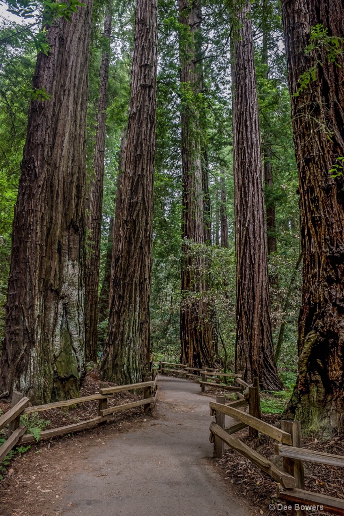 Walking Among Giants