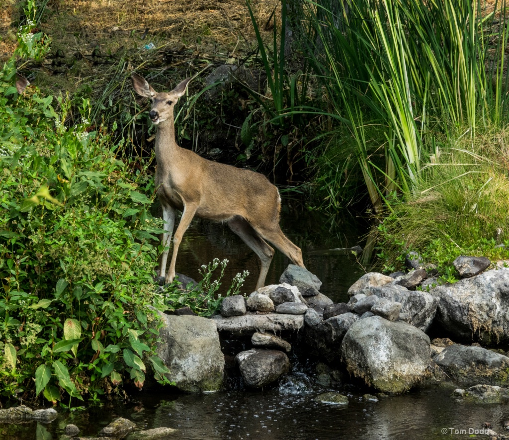 Deer Standing Creek