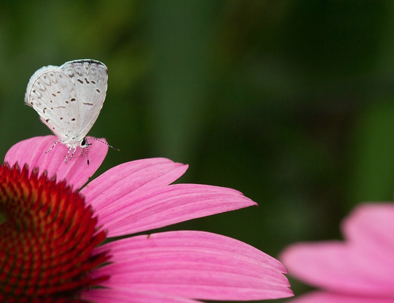 Summer Azure Butterfly