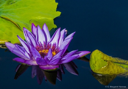 Waterlily Reflections