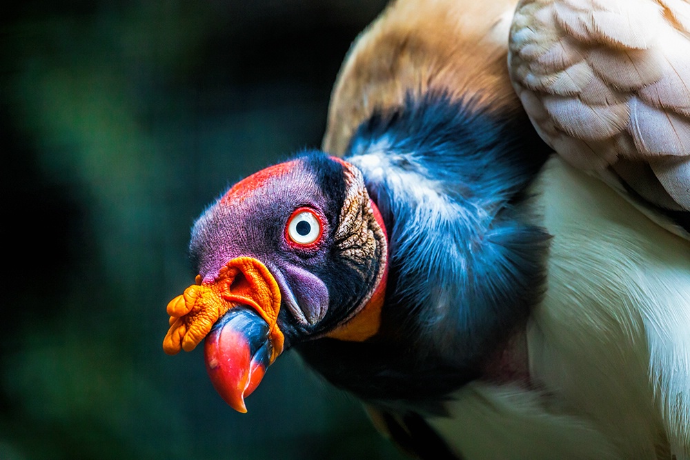 King of The Rainforest