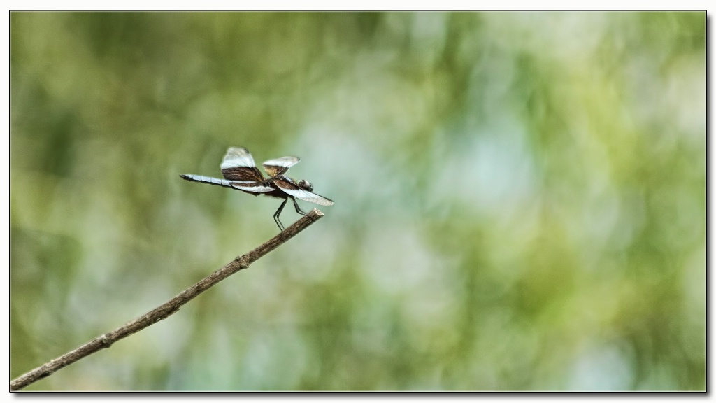 widow skimmer