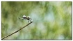widow skimmer