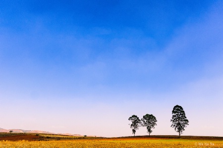 Three trees