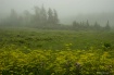 Foggy Meadow