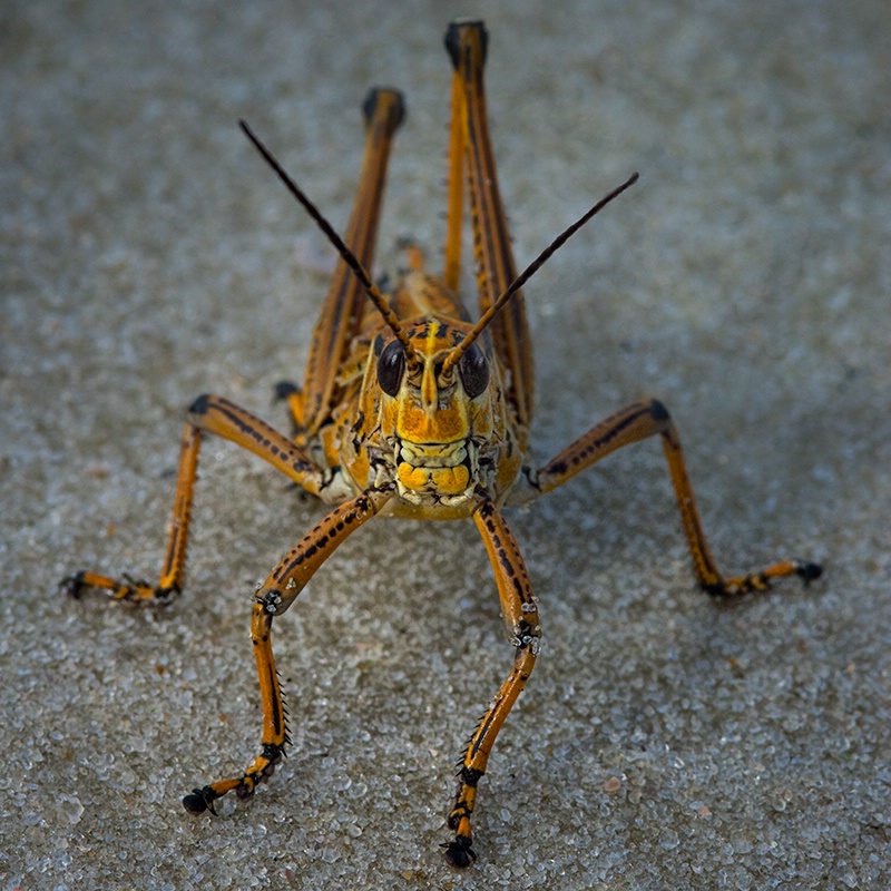 Grasshopper on the Beach