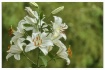 white lilies