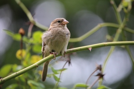 Juvenile Sparrow among thorns!