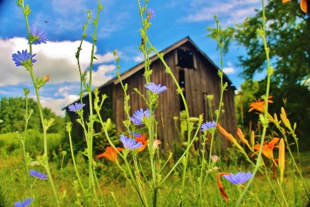 Chicory and lilies