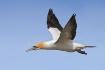 Gannet Stage Left