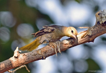 Oriole Female  C 106 7 15 2017