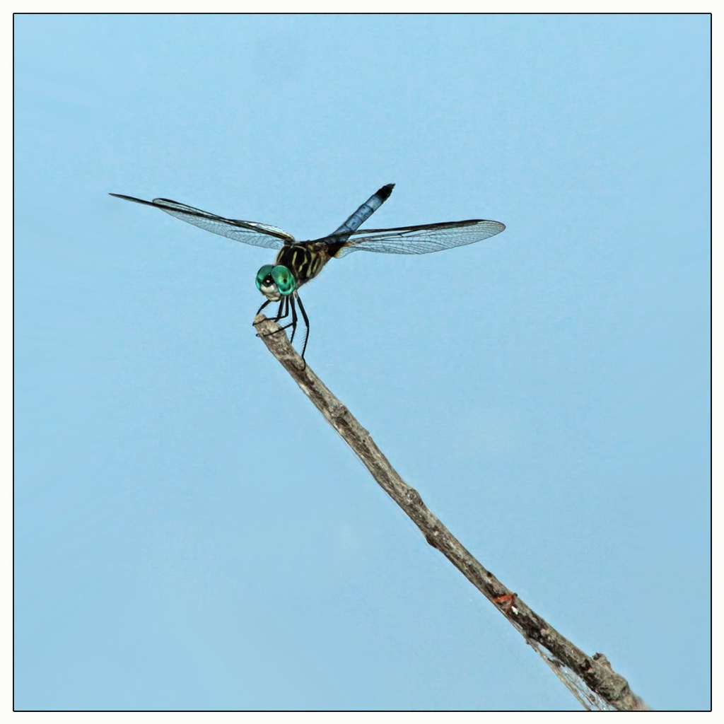 blue dasher