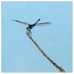 blue dasher