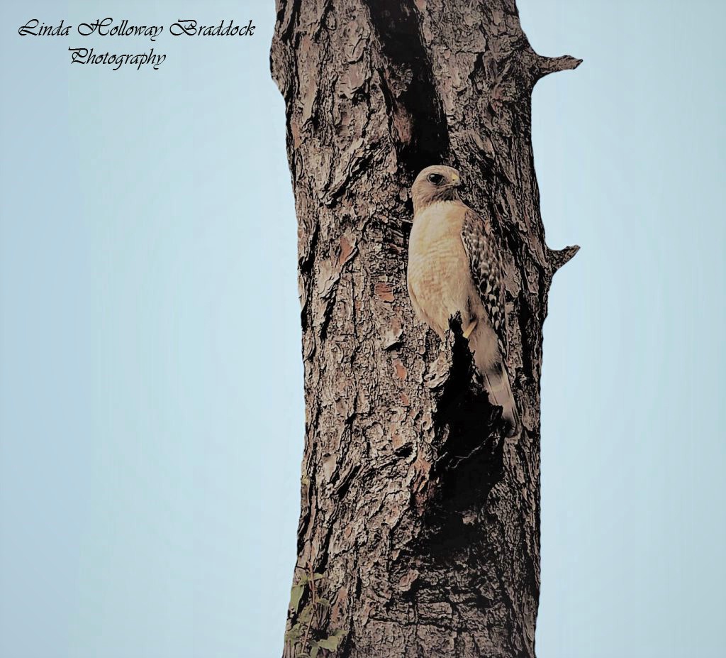Hawk In Tree 