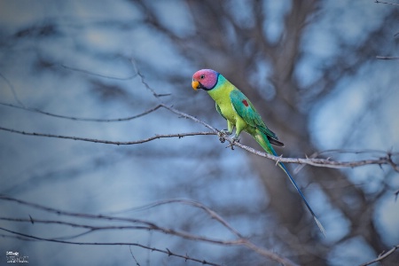 Plum-headed parakeet (Psittacula cyanocephala)