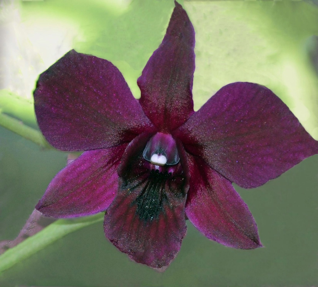 meroen orchid