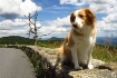 English Shepherd