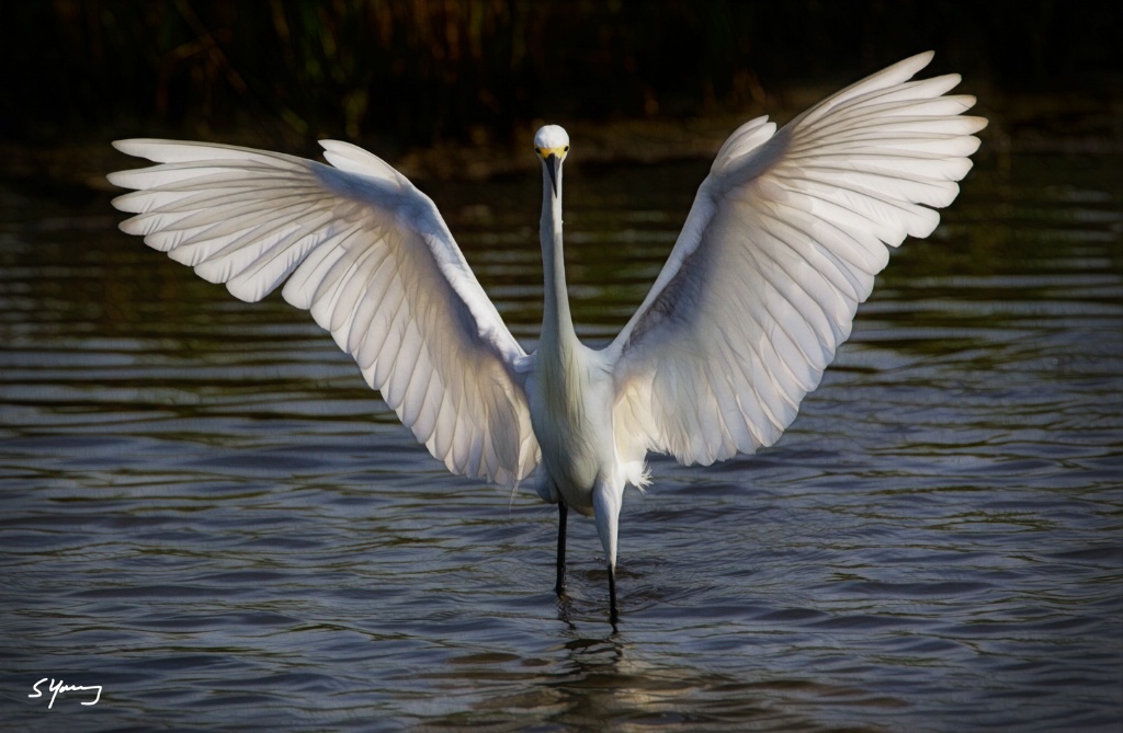 Snowy Egret Wingspread; Chincoteague, VA