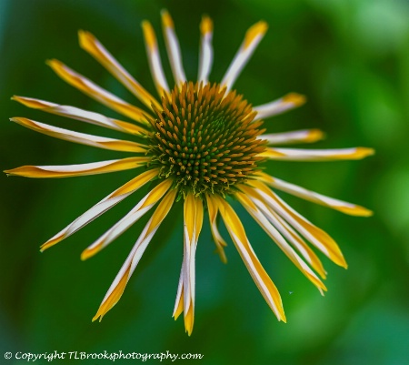 coneflower