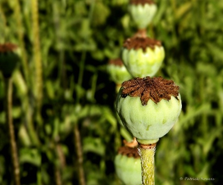 A Queue of Poppies