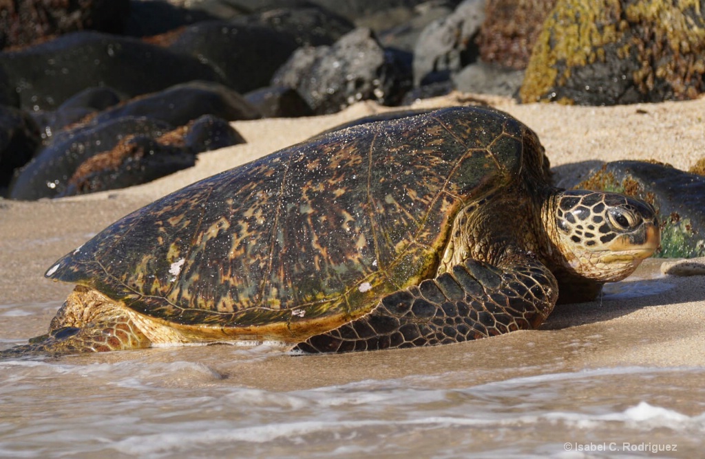 Green Sea Turtle Inches