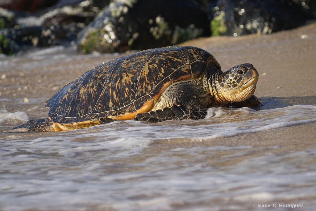 Green Turtle Coming In