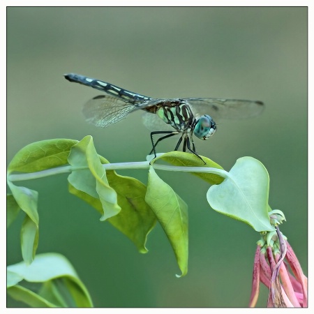 blue dasher