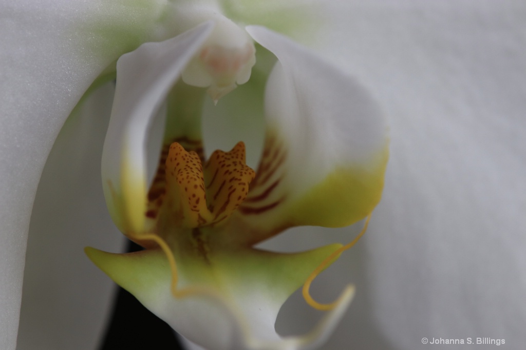 Orchid - ID: 15425579 © Johanna S. Billings