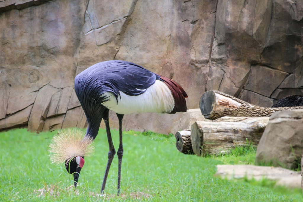 Grey crowned cranes