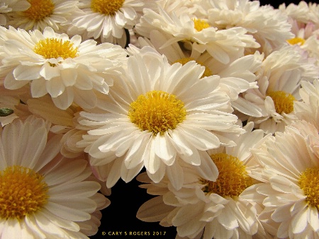 White Petals; Yellow Centers