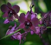 purple orchid 3