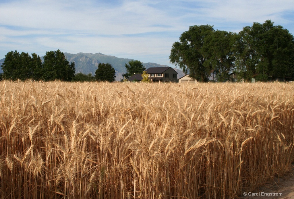 Bumper Crop