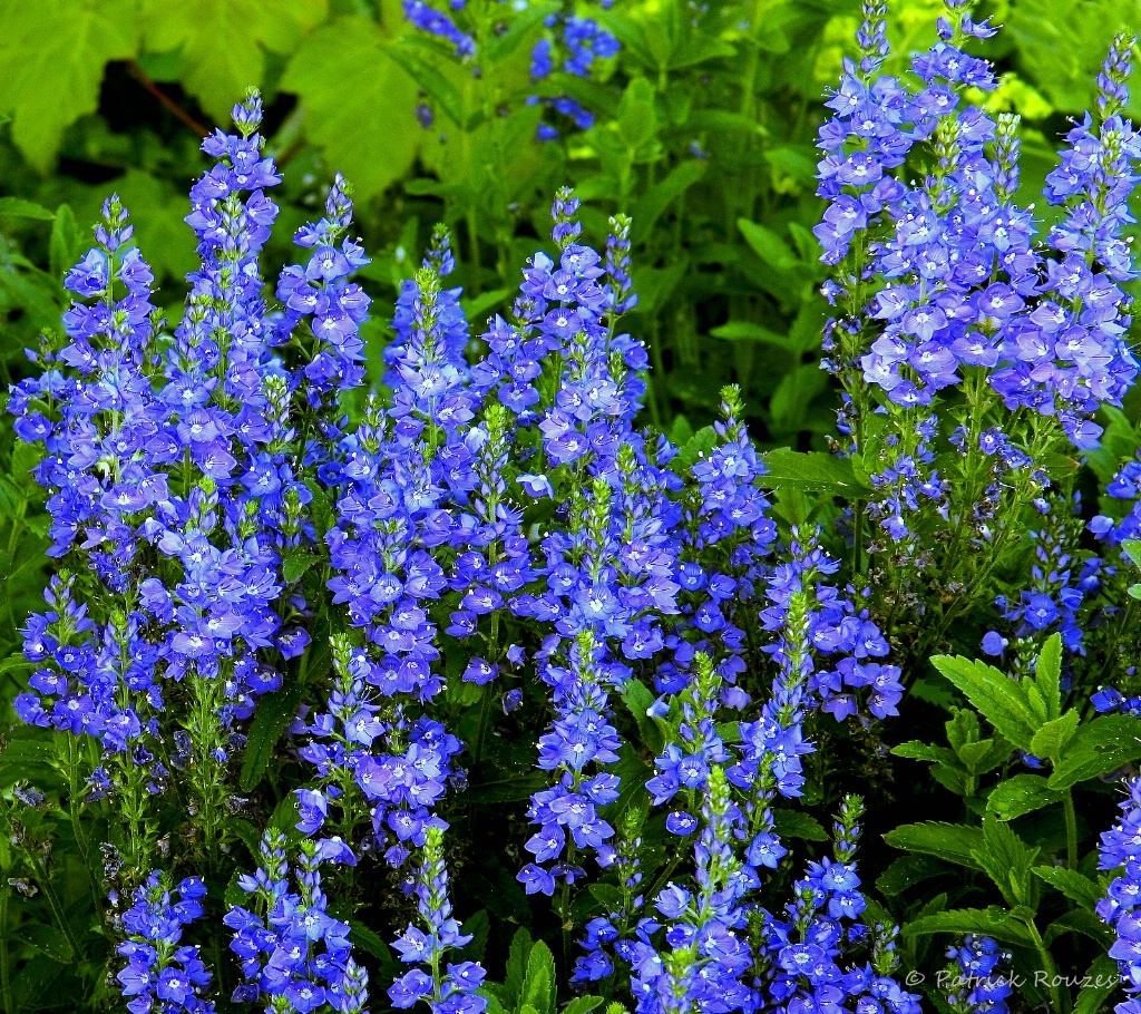 Summer Blues and Greens