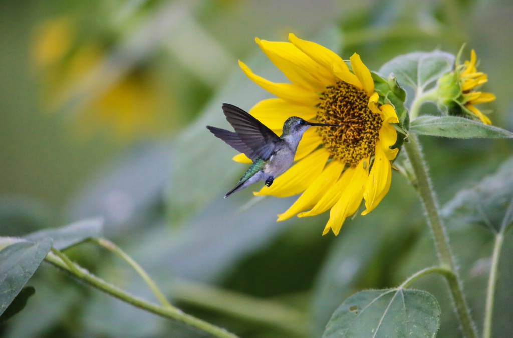 Hummingbird