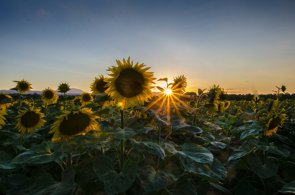 Sunflower Sunset