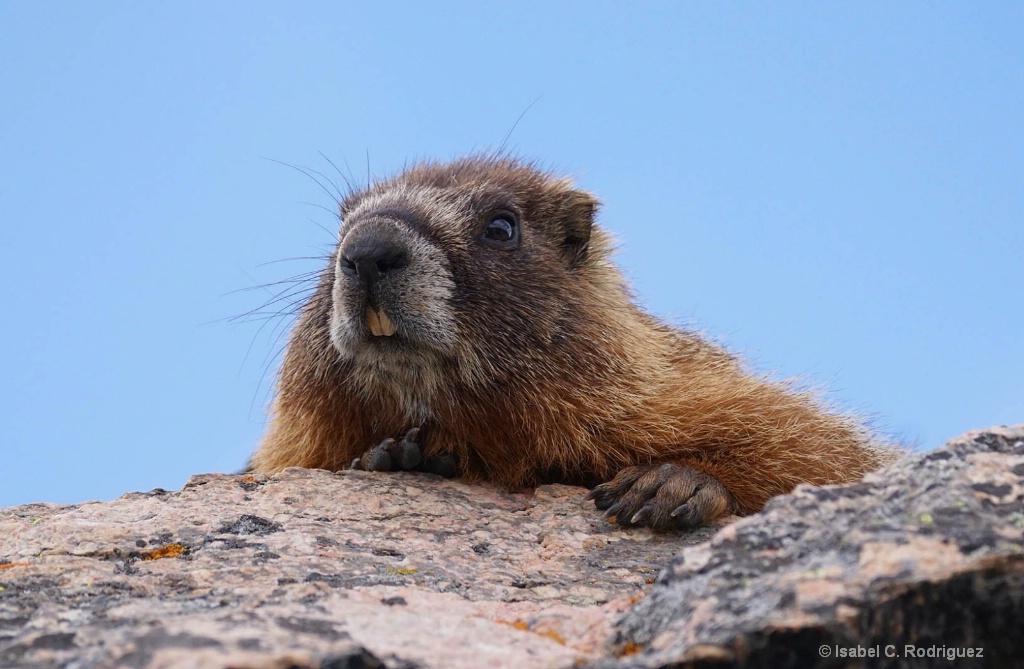 Peeking Marmot