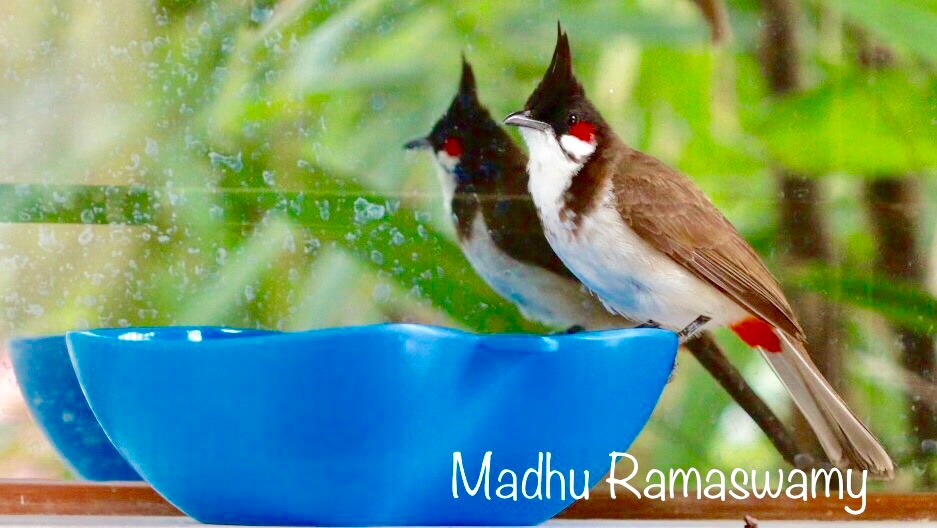 Indian Bulbul...