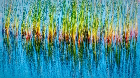 Lake Grass