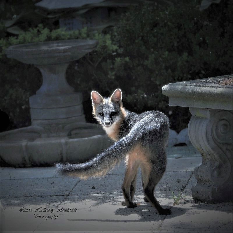 Backyard Fox 