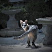 Backyard Fox 