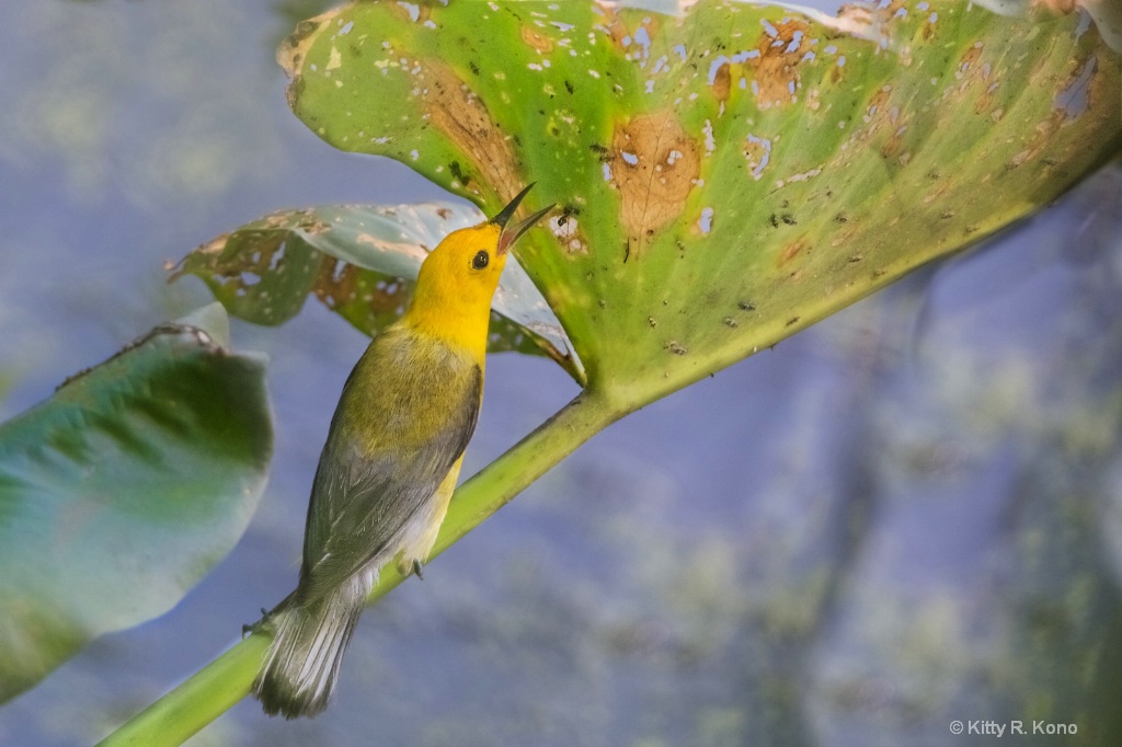 Prothonotary Warbler Catching Bugs