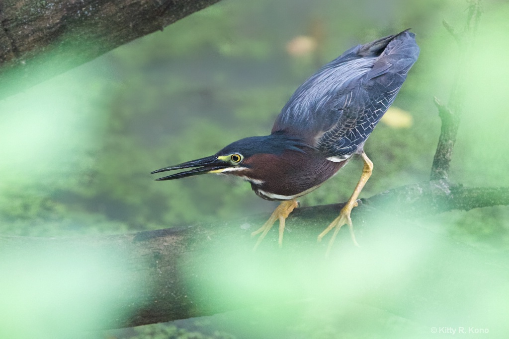 The Green Heron through the Leaves