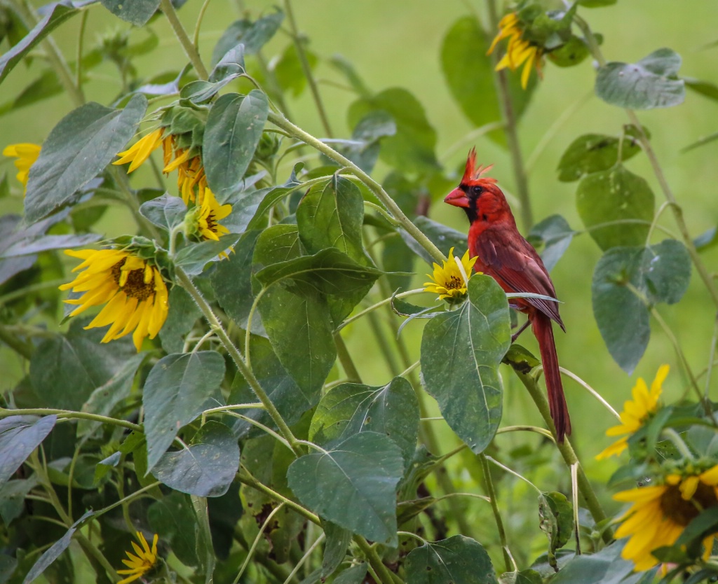 Cardinal in a sunflower patch!